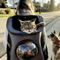 Travel Cat Backpack for Larger Cats